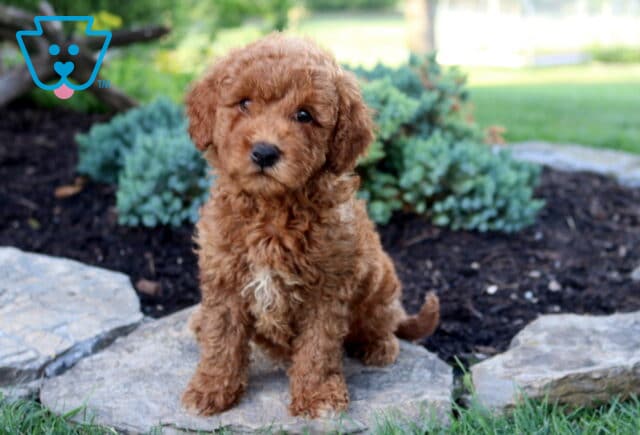 Kiwi Toy Goldendoodle image