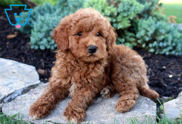 Kiwi Toy Goldendoodle2 image