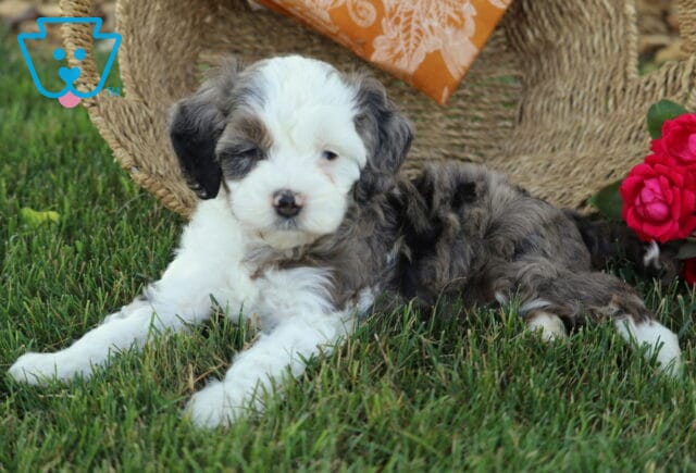 Kody Cavapoo image