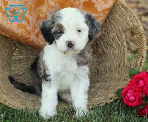 Kody Cavapoo2