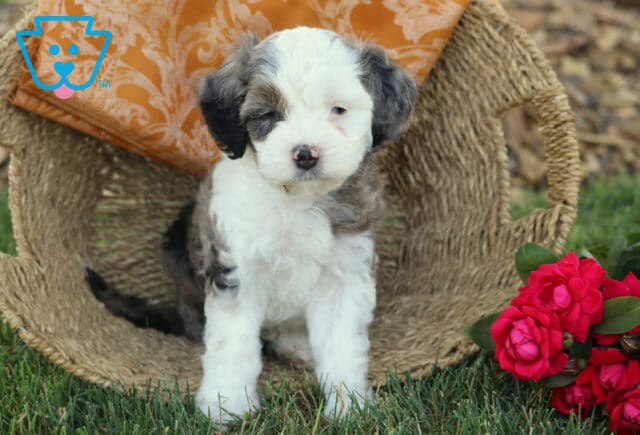 Kody Cavapoo2 image