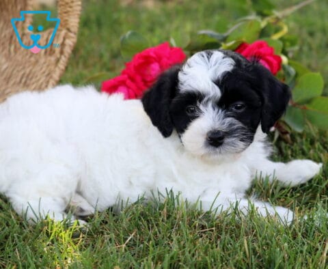 Koko Cavapoo