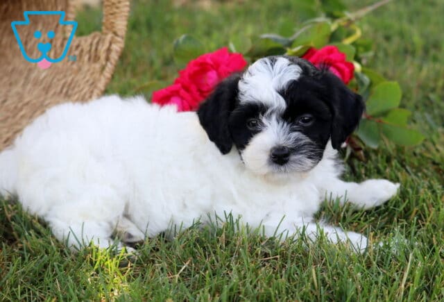 Koko Cavapoo image