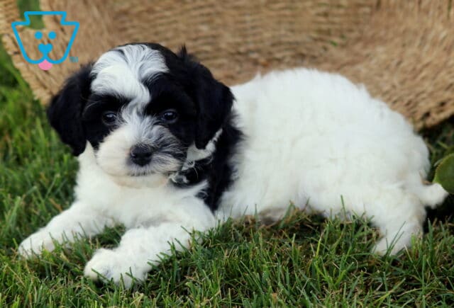 Koko Cavapoo2 image