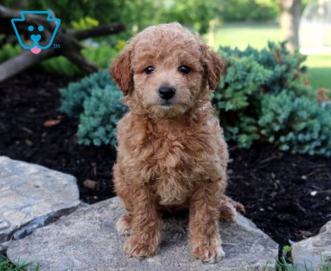 Kurt Toy Goldendoodle