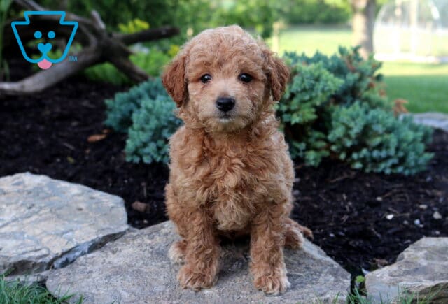 Toy Goldendoodle puppy with a fluffy apricot curly coat sitting on natural stone landscaping, gazing forward with bright eyes in a lush garden setting. image
