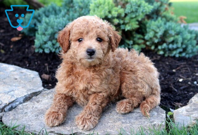 Toy Goldendoodle puppy with a soft apricot curly coat lounging on a flat stone, surrounded by greenery and landscaping rocks, looking attentively toward the camera. image