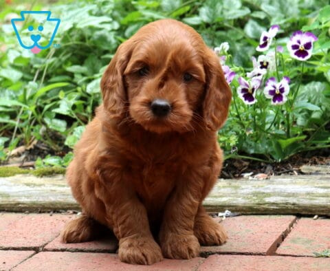 Goldendoodle puppy with a rich red coat sitting on a brick walkway, featuring a soft wavy coat, floppy ears, and a sweet expression beside colorful garden flowers and greenery.