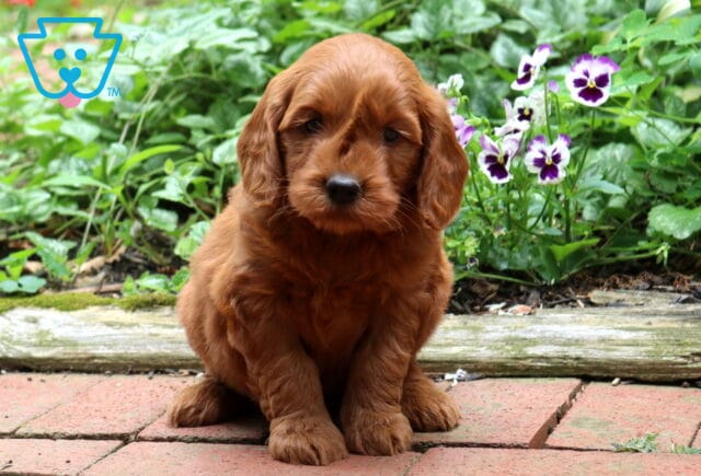 Goldendoodle puppy with a rich red coat sitting on a brick walkway, featuring a soft wavy coat, floppy ears, and a sweet expression beside colorful garden flowers and greenery. image