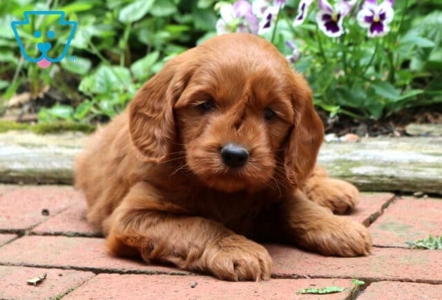 Goldendoodle puppy resting on a brick patio with a fluffy apricot coat, gentle eyes, and soft floppy ears, surrounded by lush greenery and blooming purple-and-white flowers. image