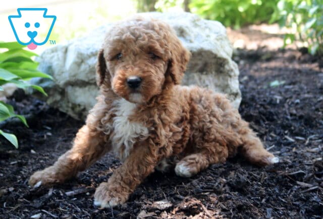 Lance Mini Goldendoodle image