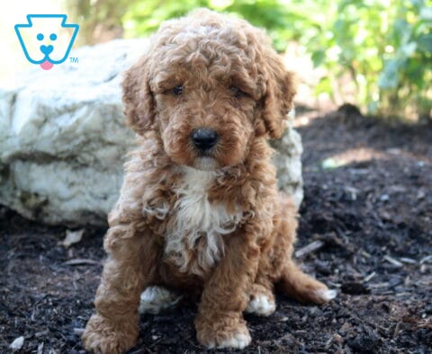 Lance Mini Goldendoodle2