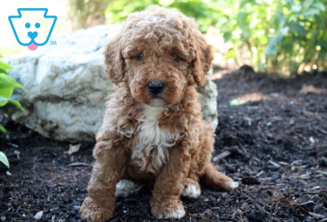 Lance Mini Goldendoodle2 image