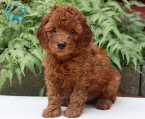 Landon Cockapoo