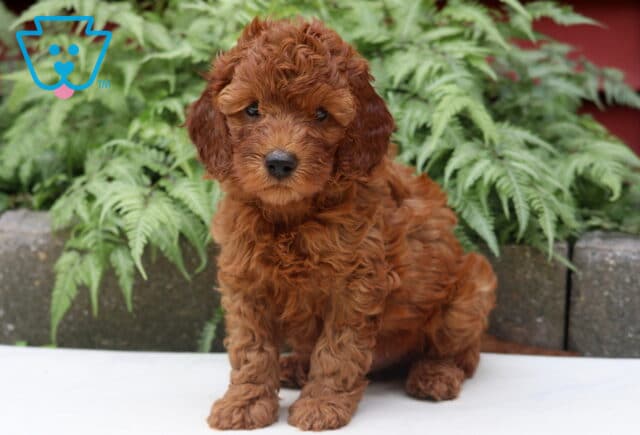 Landon Cockapoo image