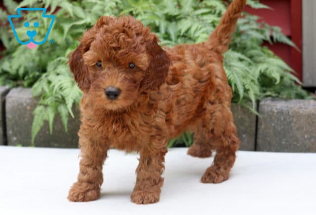 Landon Cockapoo2 image