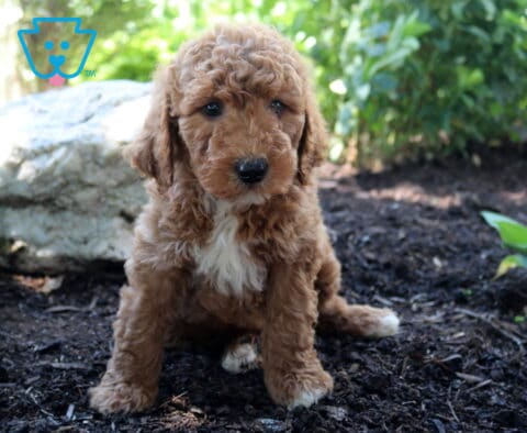Larry Mini Goldendoodle