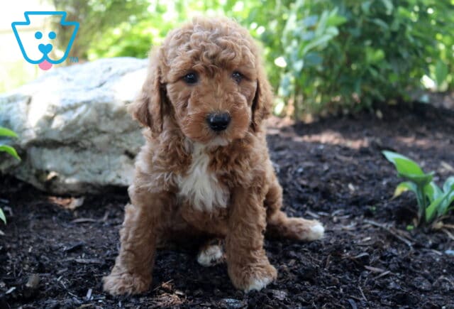 Larry Mini Goldendoodle image
