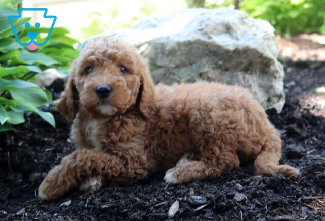 Larry Mini Goldendoodle2 image