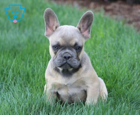 Cream French Bulldog puppy with a gray mask and upright ears sitting in lush green grass, looking confidently toward the camera with an alert expression.