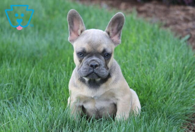 Cream French Bulldog puppy with a gray mask and upright ears sitting in lush green grass, looking confidently toward the camera with an alert expression. image