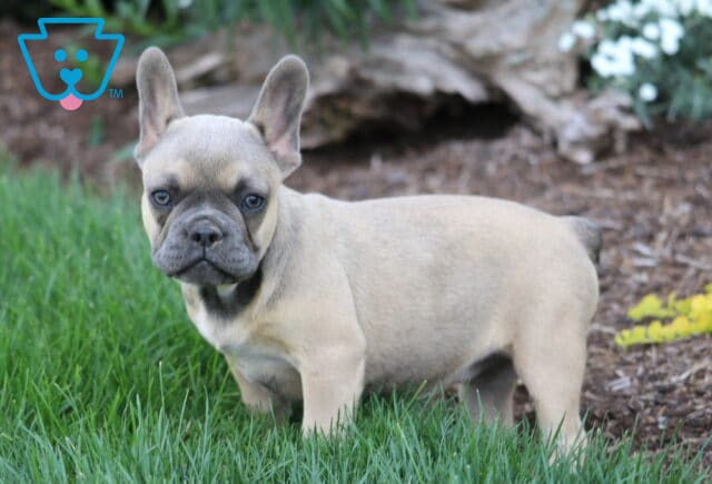Fawn French Bulldog puppy with a blue-gray muzzle and perky ears standing on green grass, showing off its sturdy build while gazing curiously at the camera. image