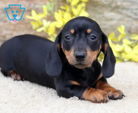Leo Mini Dachshund