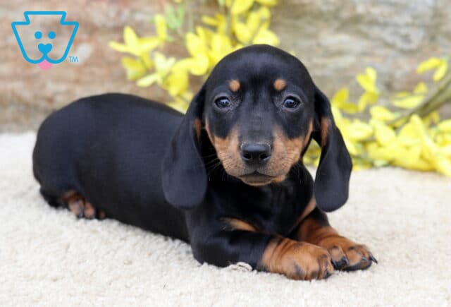 Leo Mini Dachshund image