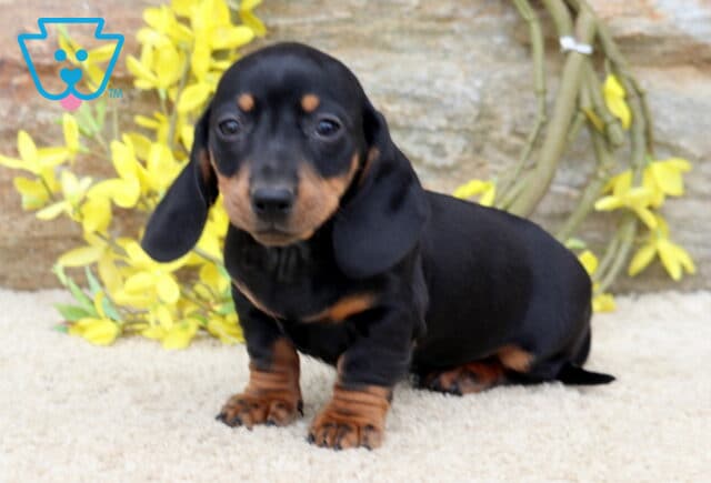 Leo Mini Dachshund2 image