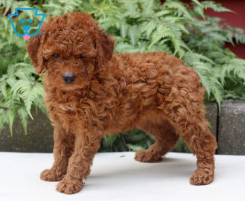 Leona Cockapoo