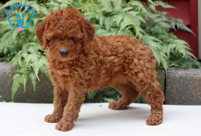 Leona Cockapoo image