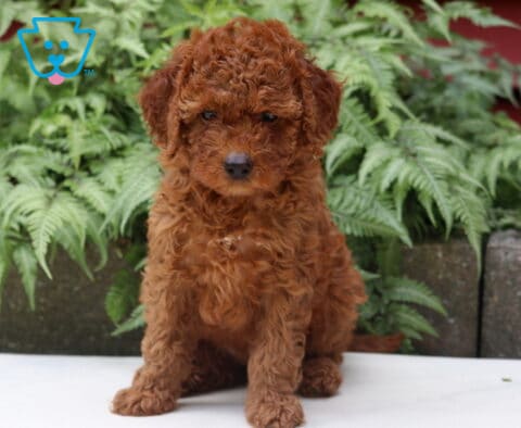 Curly red Cockapoo puppy sitting attentively with a teddy bear face, framed by lush green ferns in the background.