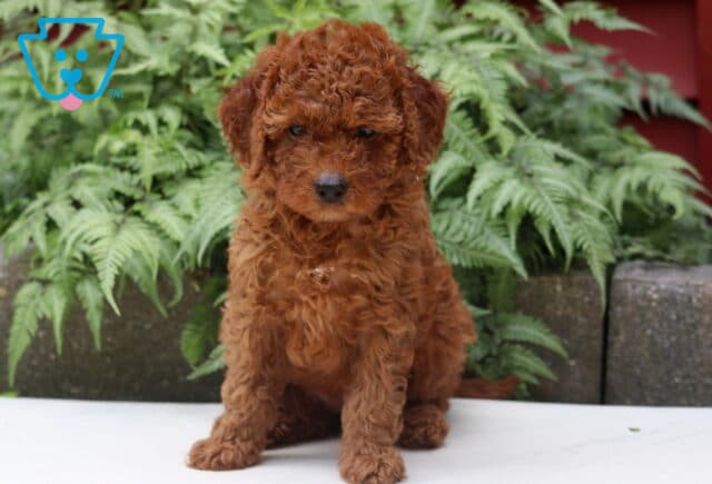 Leona Cockapoo2 image