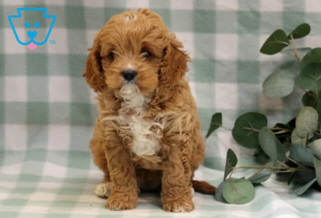Libby Cavapoo image