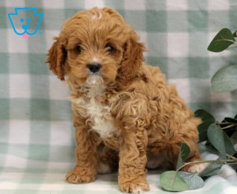 Libby Cavapoo2