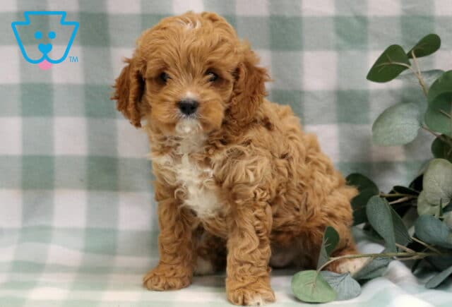 Libby Cavapoo2 image