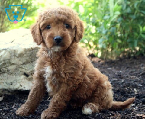 Libby MIni Goldendoodle
