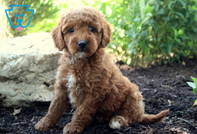 Libby MIni Goldendoodle image