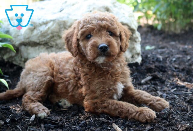 Libby MIni Goldendoodle2 image