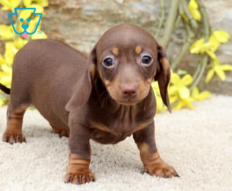 Liberty Mini Dachshund