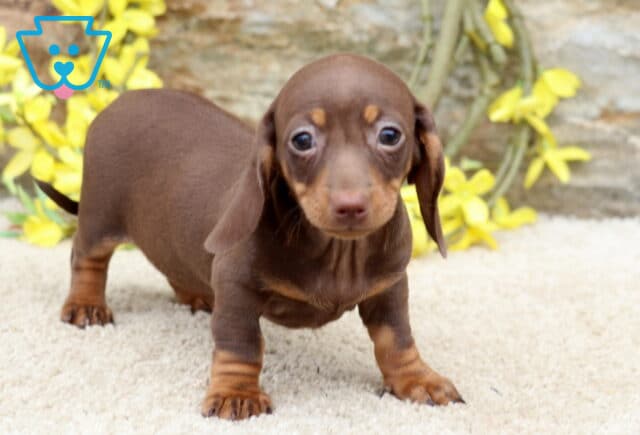 Liberty Mini Dachshund image
