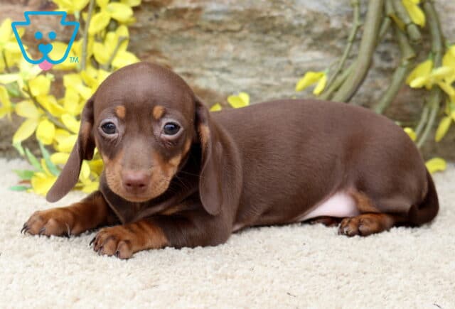 Liberty Mini Dachshund2 image