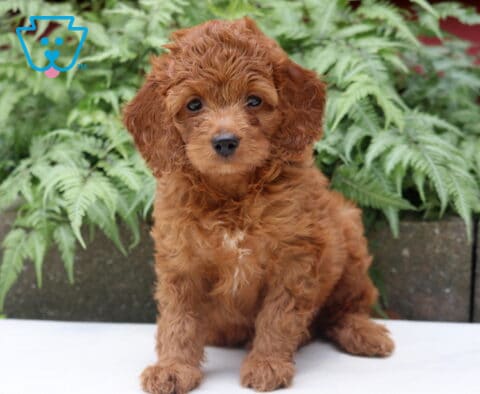 Lilac Cockapoo