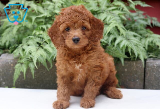 Lilac Cockapoo image