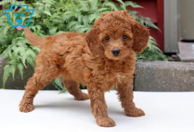 Lilac Cockapoo2 image