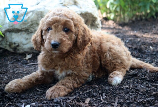 Lilly bug Mini Goldendoodle image