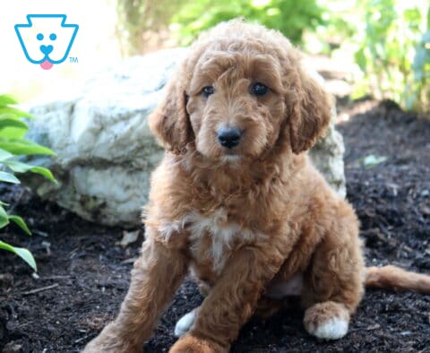 Lilly bug Mini Goldendoodle2