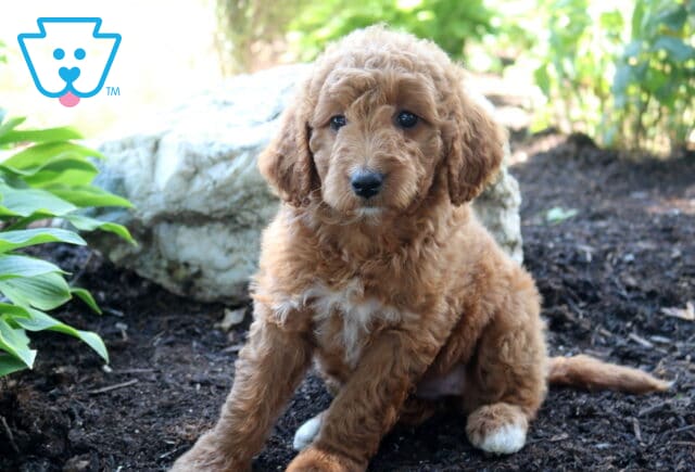 Lilly bug Mini Goldendoodle2 image