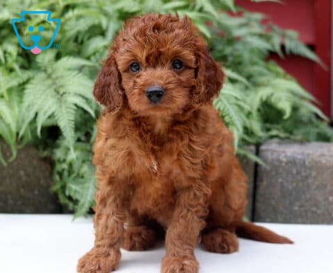 Curly-coated Cockapoo puppy with a rich apricot coat sitting in front of lush green ferns and looking directly at the camera.