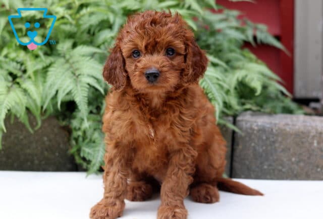 Lizzy Cockapoo image
